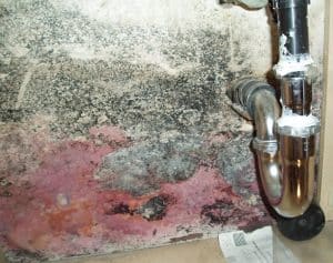 Water Damage and Mold Growth in Amelia Island FL